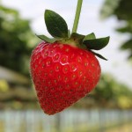 A guide to strawberries from the experts: From farm to fork