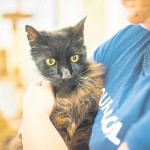 Britain’s oldest cat - Banjo