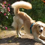 Golden Retriever bowing to play