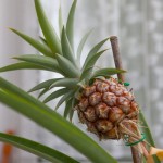 Fred Lovatt - Pineapple plant