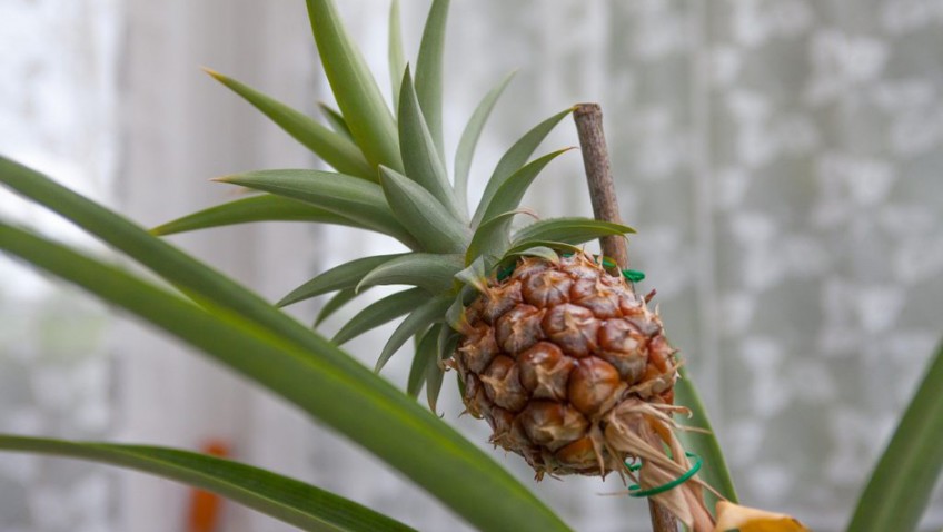 Tesco pineapple planted 8 years ago sprouts into a tree