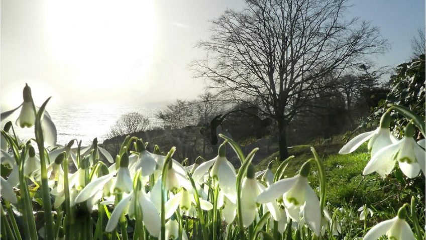 Snowdrops: The first signs of Spring