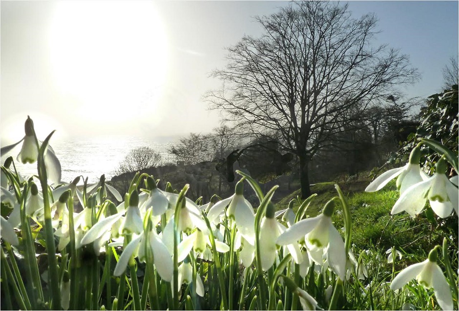 Galanthus woronowii,single snowdrops,the first sign of spring Bolly Bulbs® 
