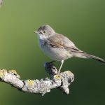 Celebrating the return of our spring migrant birds