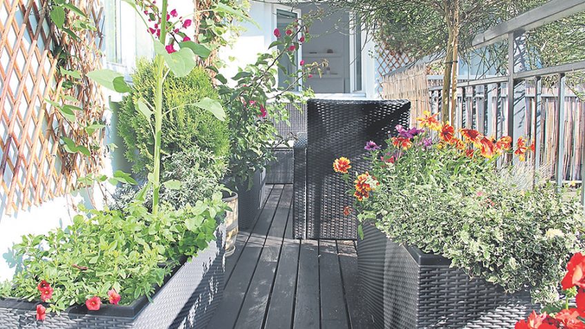 Gardening tips for balconies and patios