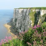 RSPB Bempton Cliffs