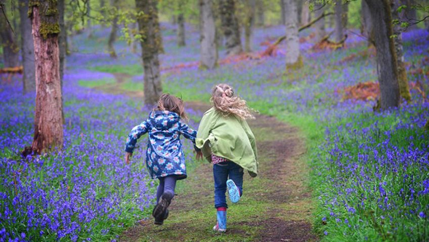 Spectacular bluebell wood near Kinclaven in Perthshire purchased by Woodland Trust Scotland