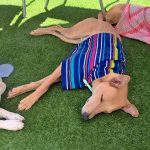 Heatstroke in dogs