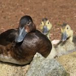 Baer's Pochard - Credit RZSS/Siân Addison