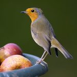 RSPB - Robin - Credit Ray Kennedy - rspb-images.com