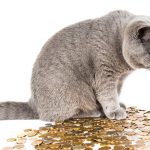 Fat cat counting money - Free for commercial use No attribution required - Credit Pixabay