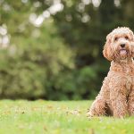 Great British Dog Walks to get tails wagging and faces smiling in 2018