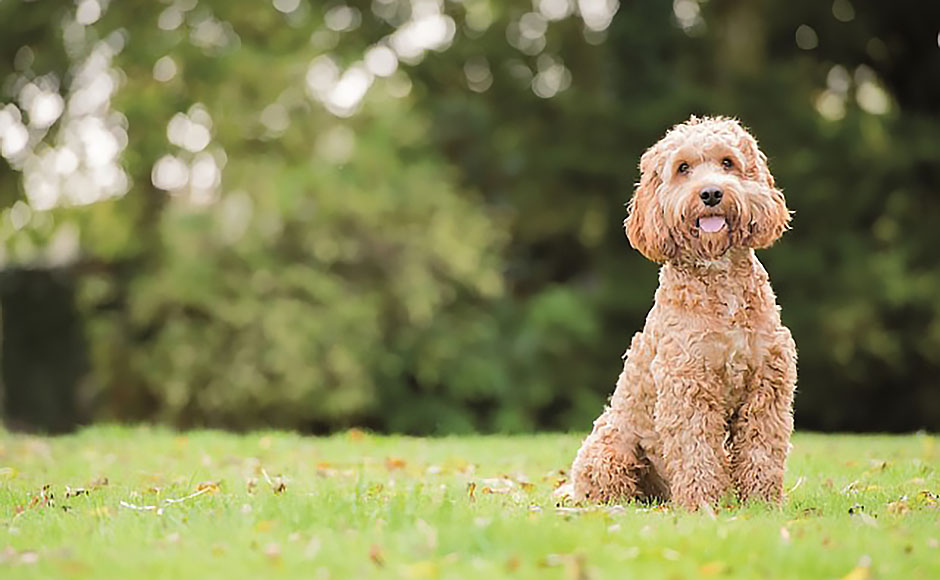 Labradoodle christmas