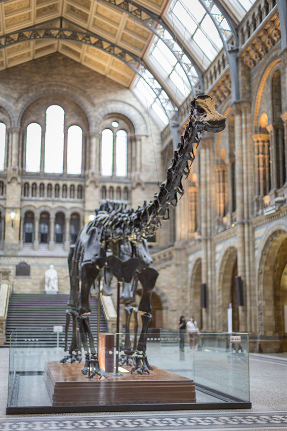 Dippy on Tour: A Natural History Adventure