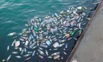 Plastic bottle waste - Free for commercial use - No attribution required - Credit Pixabay