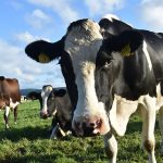 A swimming spectacle: cows cross lake to pastures new