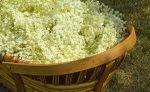 Time to get picking elderflowers