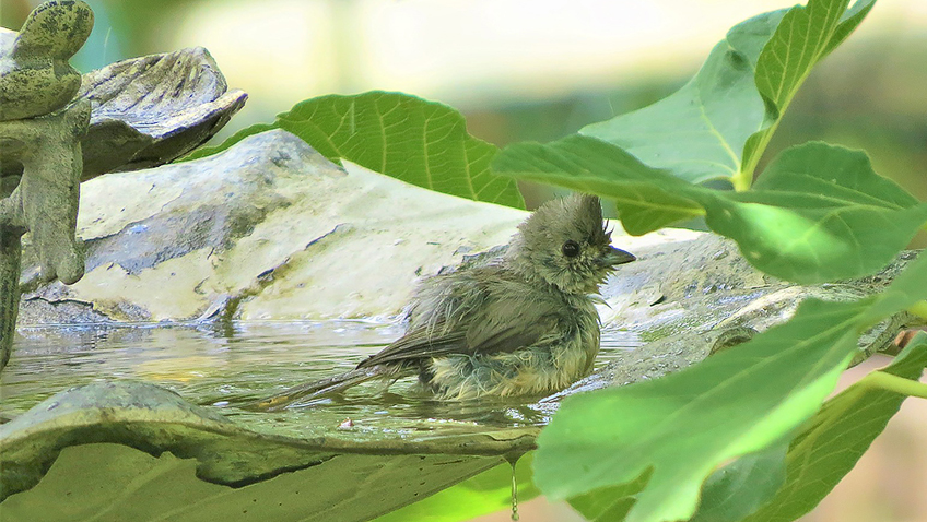 Bird in Birdbath - Free for commercial use - No attribution required - Credit Pixabay