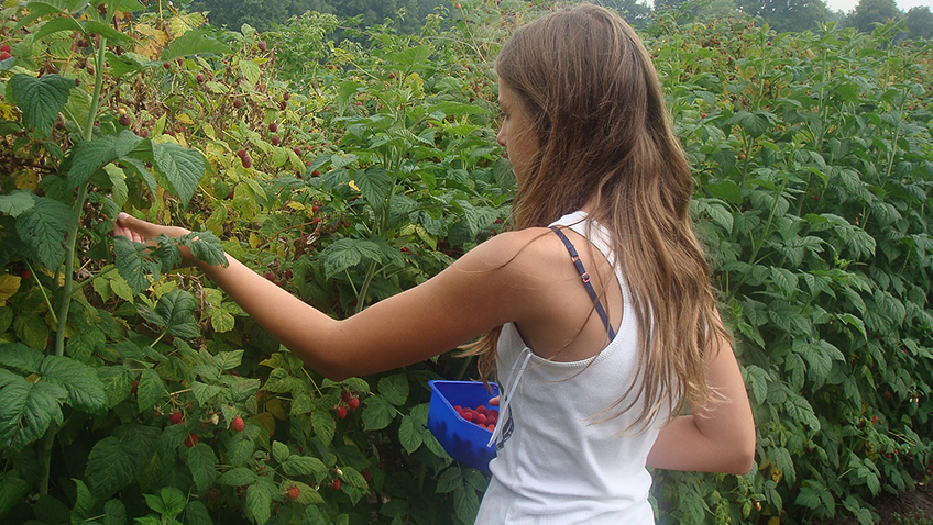 Girl picking rasberries - Free for commercial use - No attribution required - Credit Pixabay