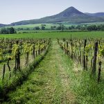 Hungary - Vineyard - Free for commercial use - No attribution required - Credit Pixabay