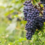 Biodynamic grape-growing practice contains some sound gardening chemistry