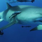 Rob Stewart in Sharkwater Extinction - Credit IMDB