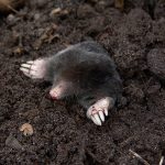 A wilder future for Badger, Ratty, Mole and Toad