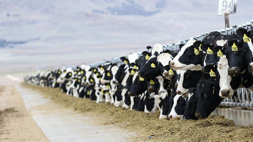 Industrial farming - Cows - Free for commercial use No attribution required - Credit Pixabay