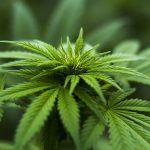 New dawn for cannabis as health benefits realised