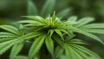New dawn for cannabis as health benefits realised