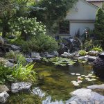 Garden ponds: how to maintain them