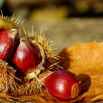 Chestnuts - Free for commercial use No attribution required - Credit Pixabay