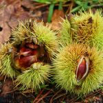 Sweet chestnuts - Free for commercial use No attribution required - Credit Pixabay