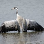 Crane population reaches record high.