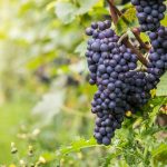 Paula’s Wines of the Week – Week starting 27 July 2020