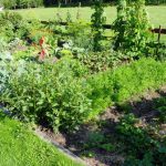 National Allotments Week