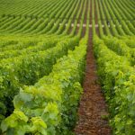 Paula’s Wines of the Week – 14 September 2020