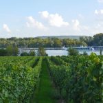 Paula’s Wines of the Week – 18th January 2021