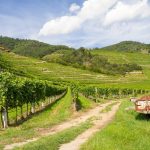 Paula’s Wines of the Week – 7th June 2021