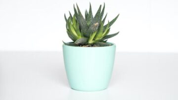 Match the pot with the plant – a handy guide