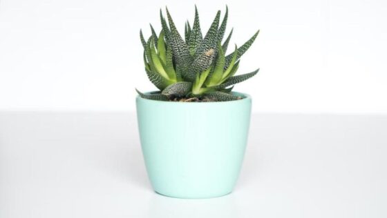 Match the pot with the plant – a handy guide